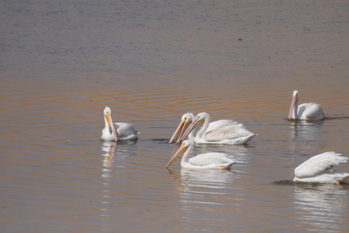 American White Pelican - ML642694049