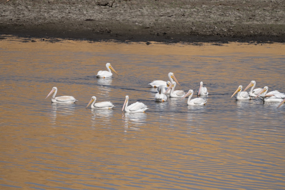 American White Pelican - ML642694050