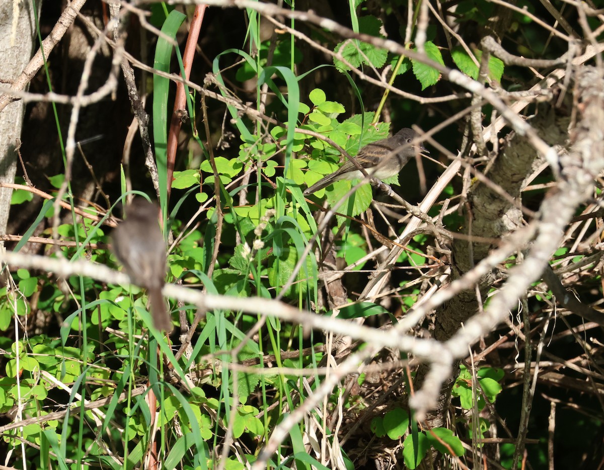 Black x Eastern Phoebe (hybrid) - ML642694059