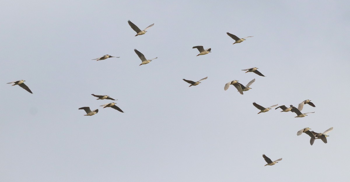Black-crowned Night Heron - ML642694081