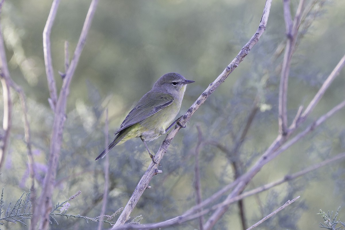 Orange-crowned Warbler (Gray-headed) - ML642694085