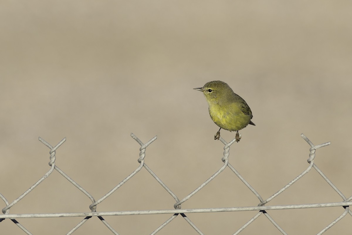 Orange-crowned Warbler (lutescens) - ML642694086