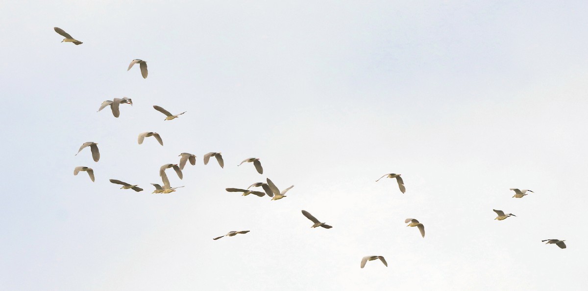 Black-crowned Night Heron - ML642694087