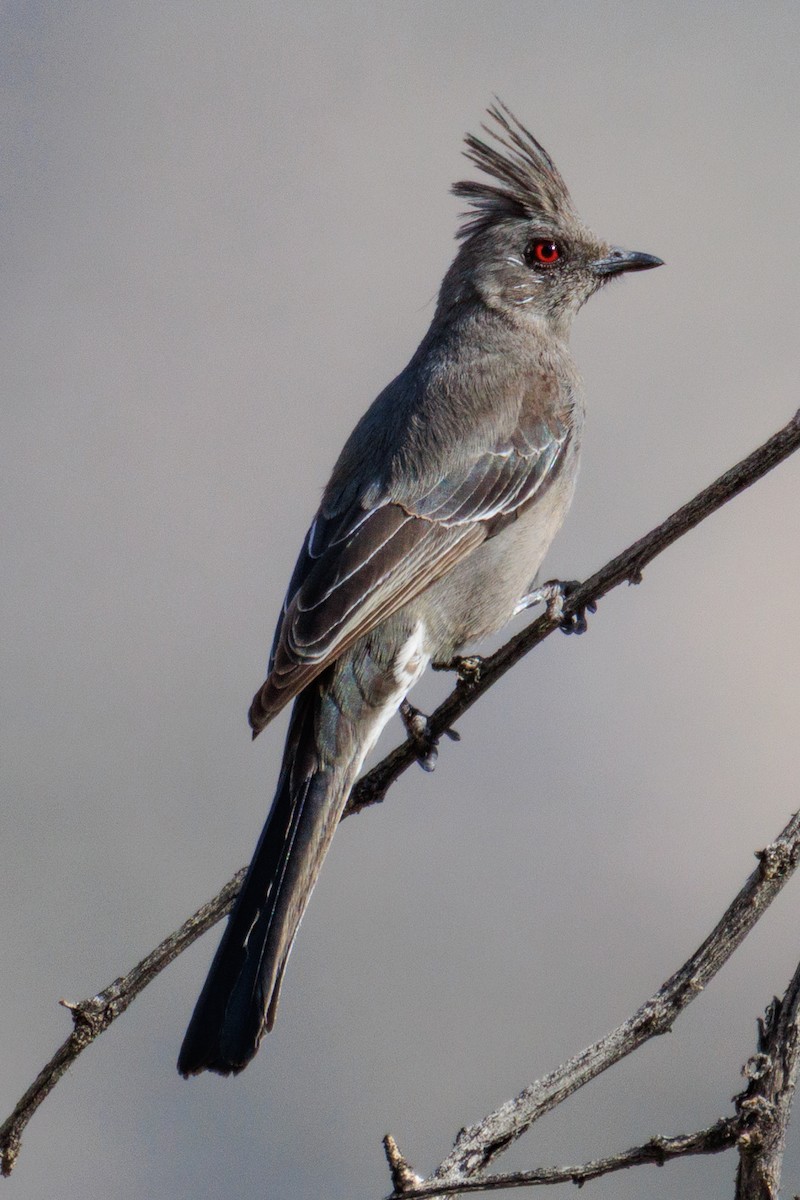 Phainopepla - ML642694090