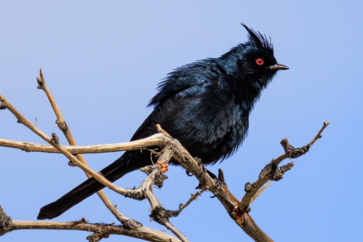 Phainopepla - ML642694092
