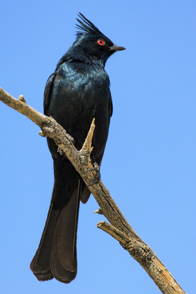 Phainopepla - ML642694093
