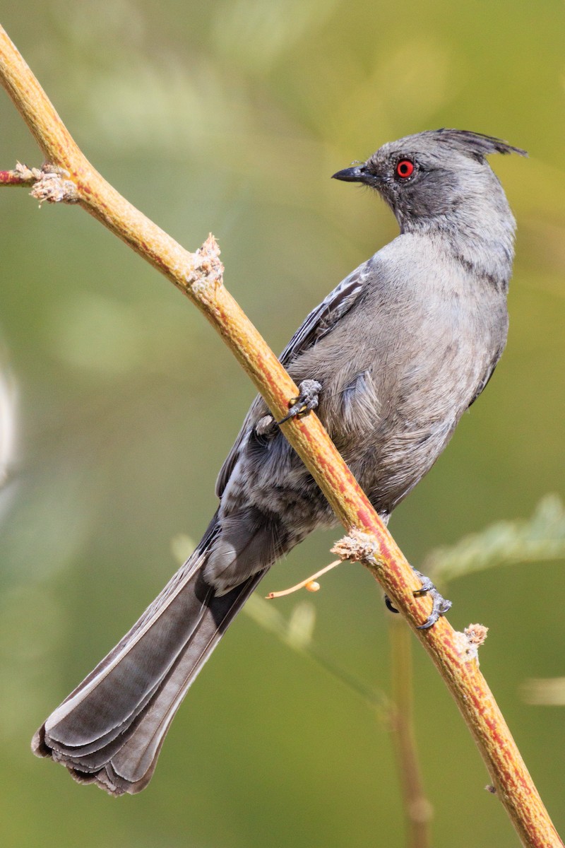 Phainopepla - ML642694094