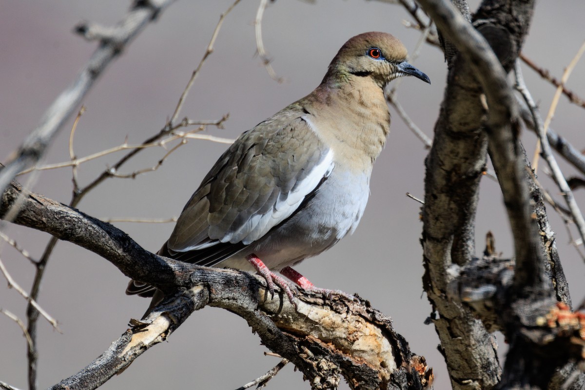 White-winged Dove - ML642694097