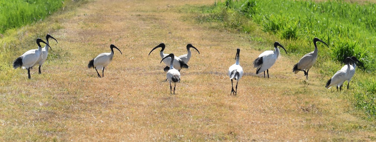 Australian Ibis - ML642694098