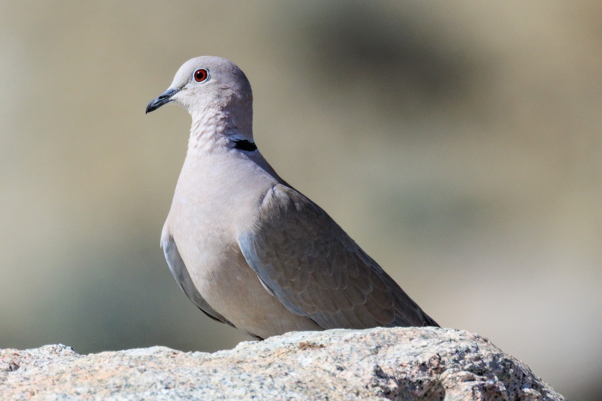 Eurasian Collared-Dove - ML642694099
