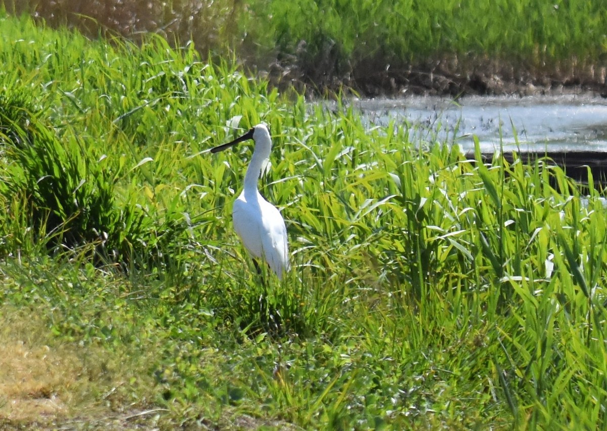 Royal Spoonbill - ML642694107