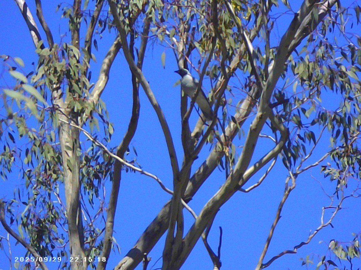 Black-faced Cuckooshrike - ML642694111