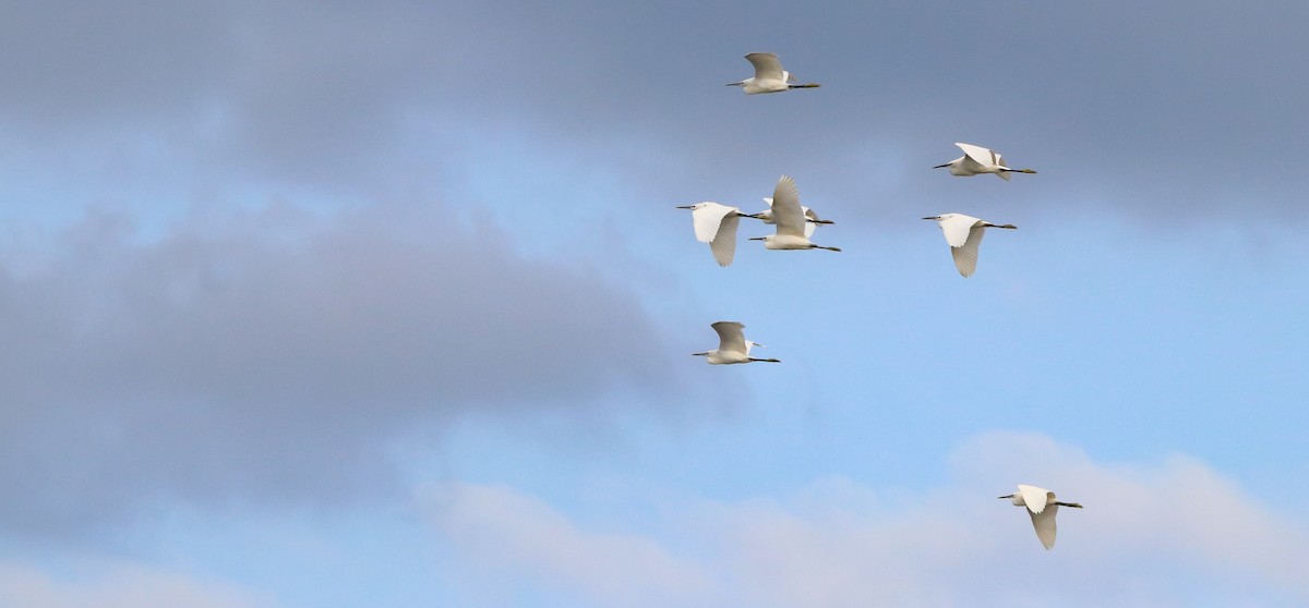 Little Egret - ML642694116