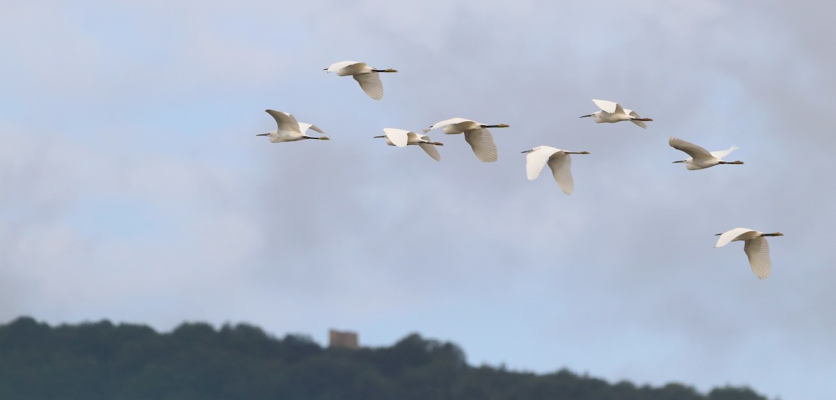 Little Egret - ML642694117