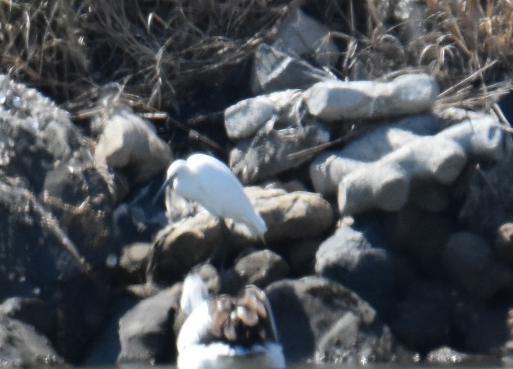 Little Egret - ML642694121