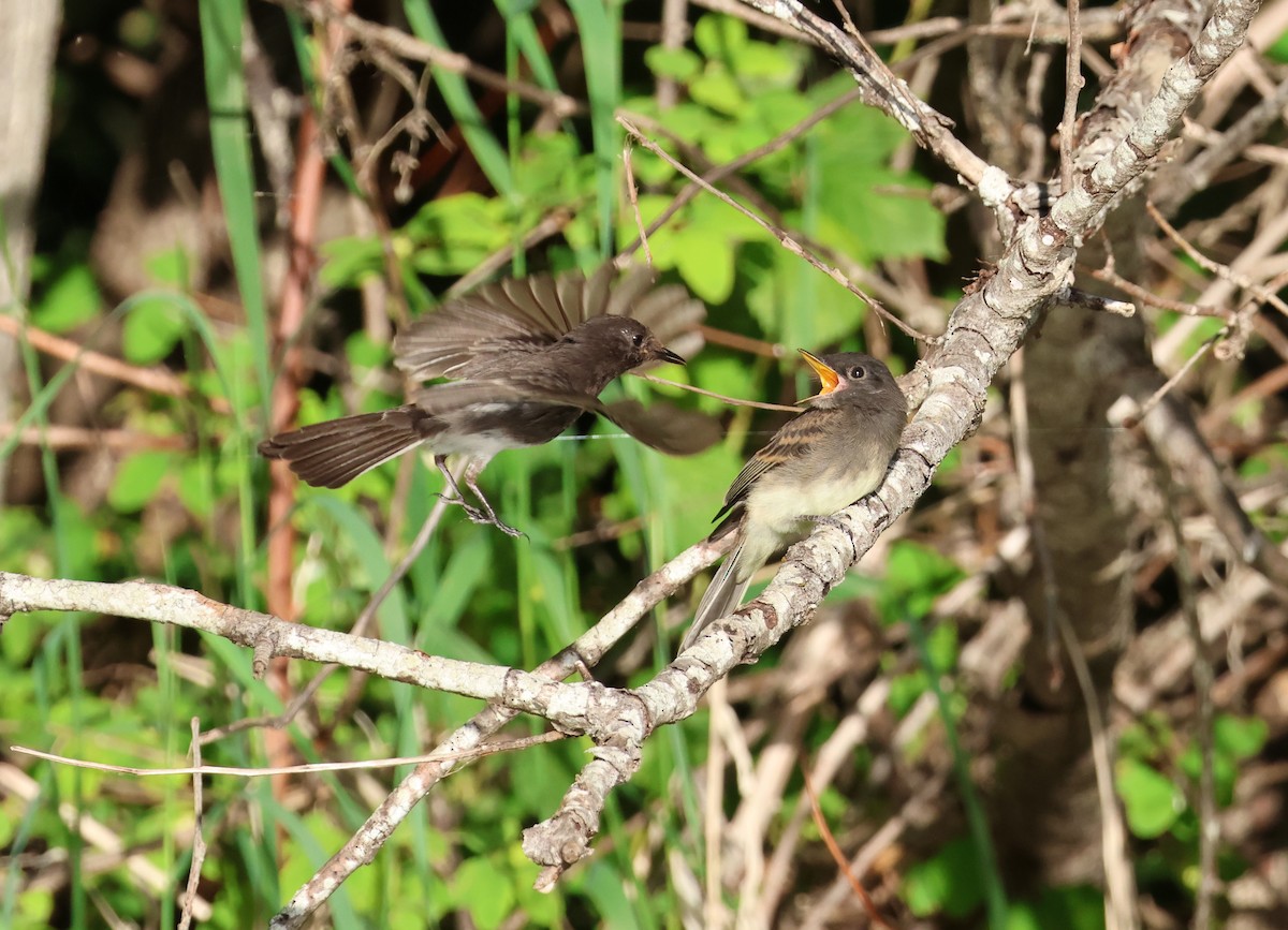 Black x Eastern Phoebe (hybrid) - ML642694129