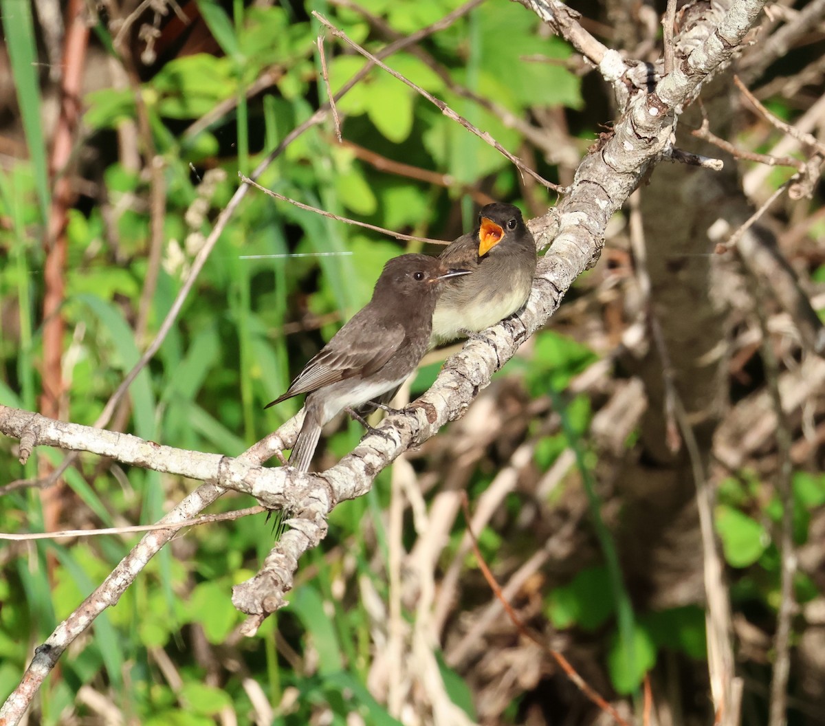 Black Phoebe - ML642694137