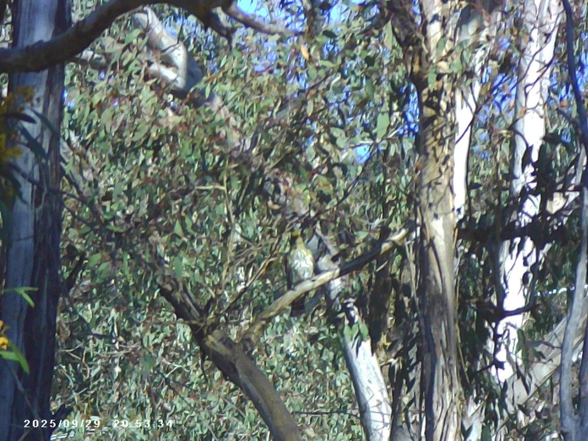 Olive-backed Oriole - ML642694138