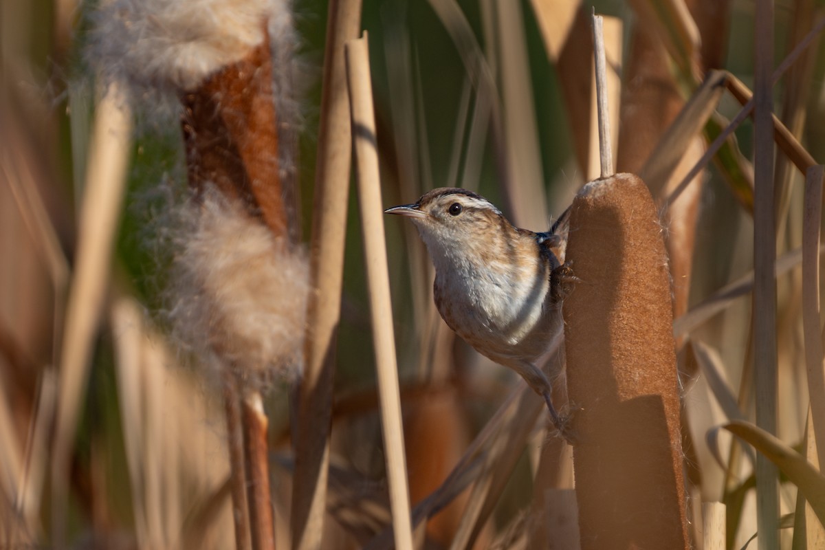 Marsh Wren - ML642694139