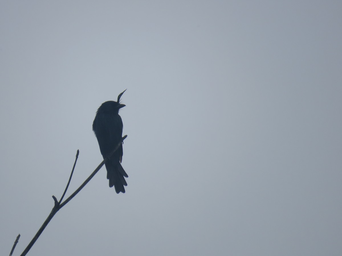 børstedrongo - ML642694140