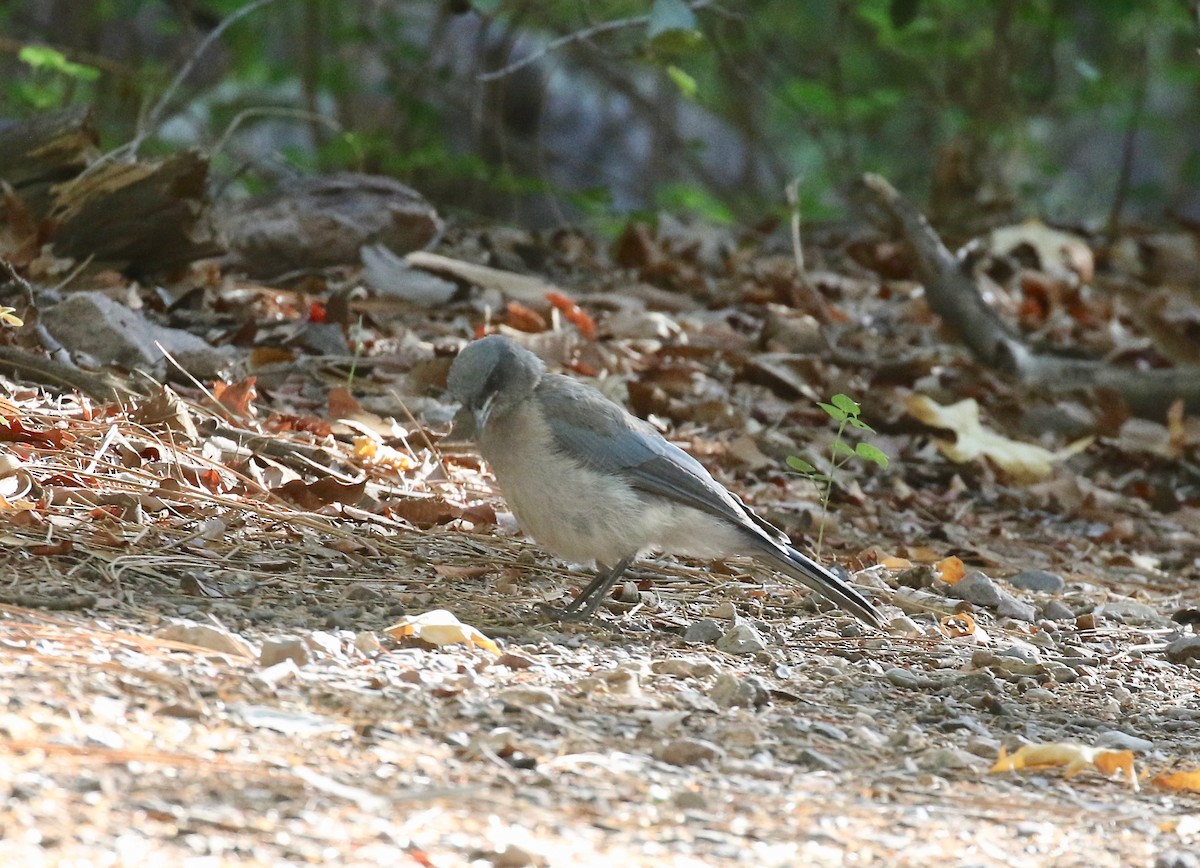 Mexican Jay - ML642694143