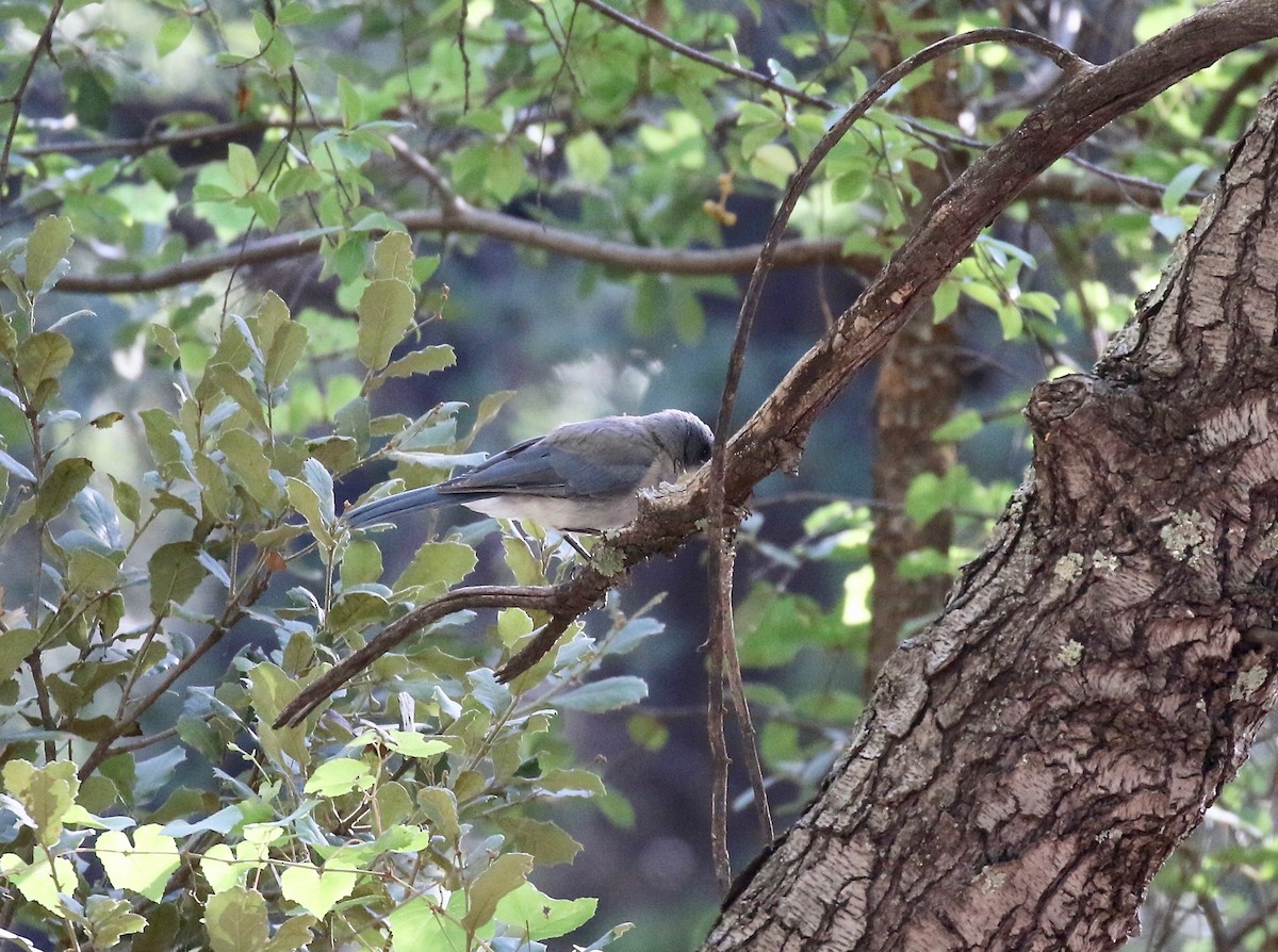 Mexican Jay - ML642694144