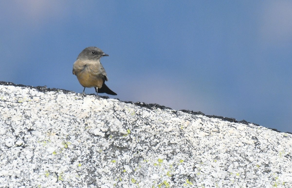 Say's Phoebe - ML642694145