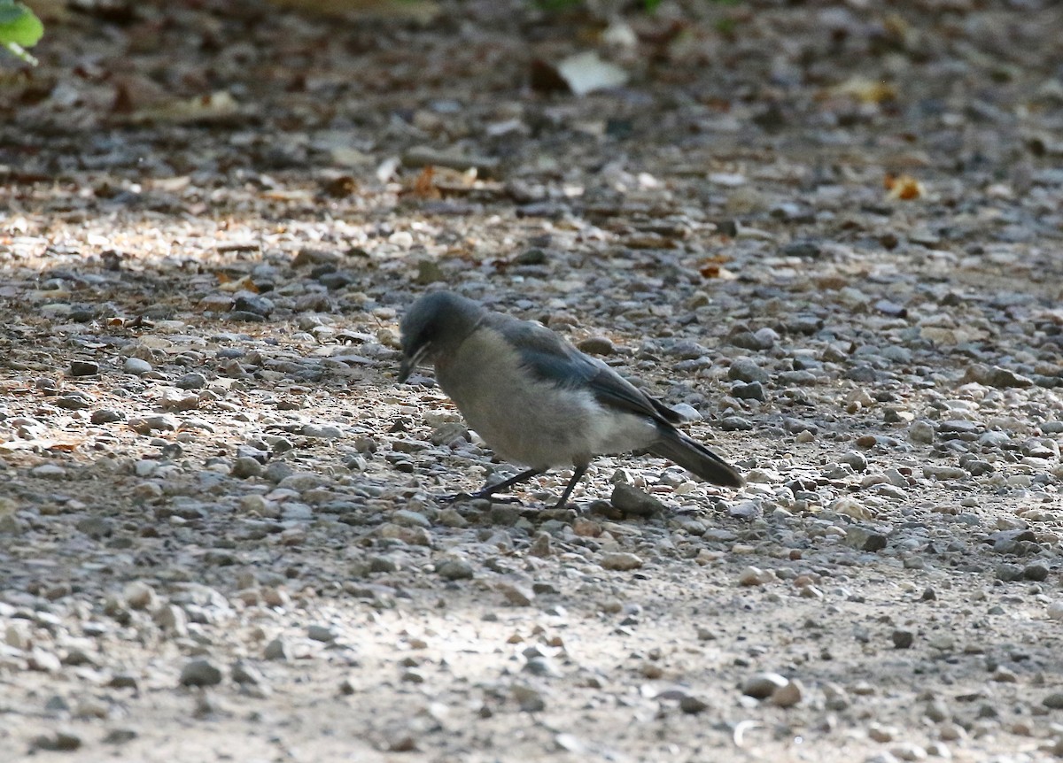 Mexican Jay - ML642694146