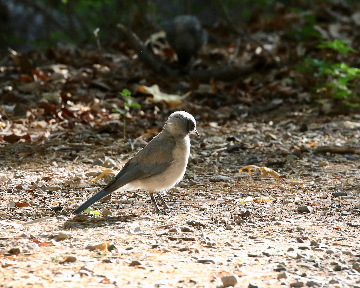 Mexican Jay - ML642694147