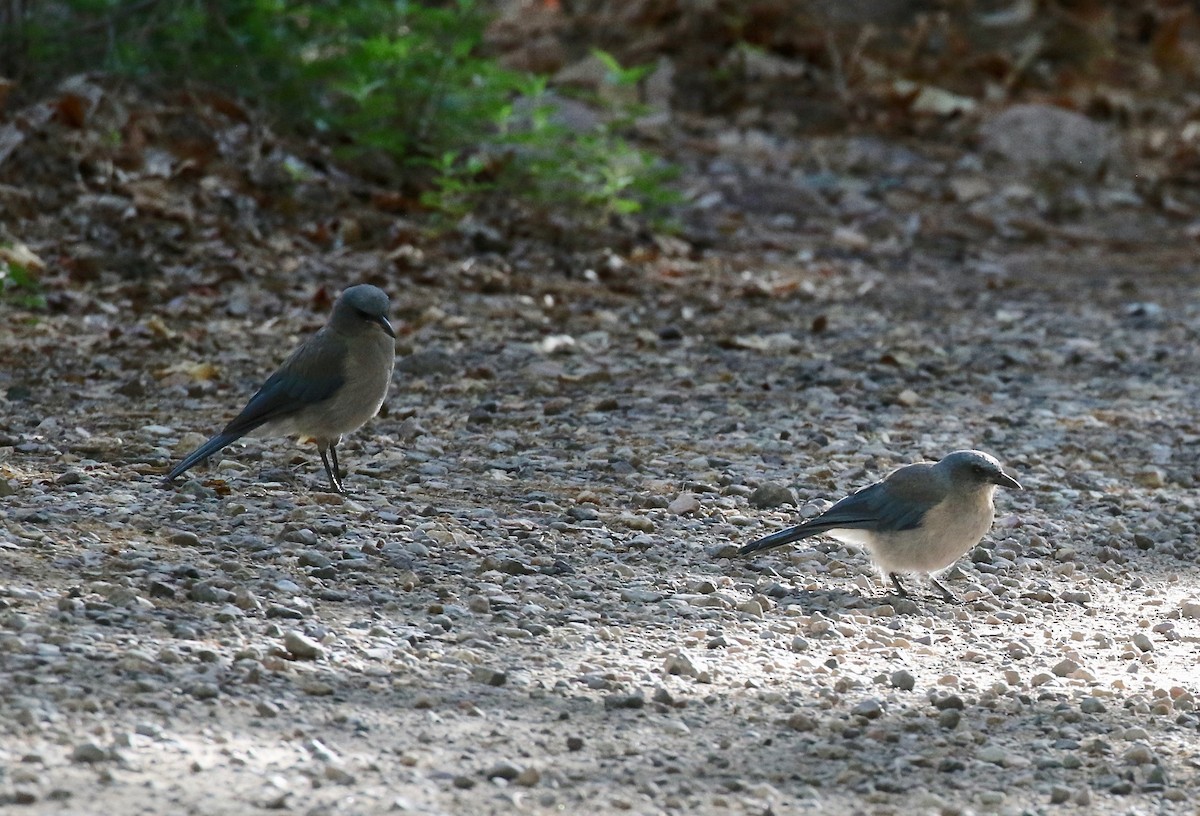 Mexican Jay - ML642694149