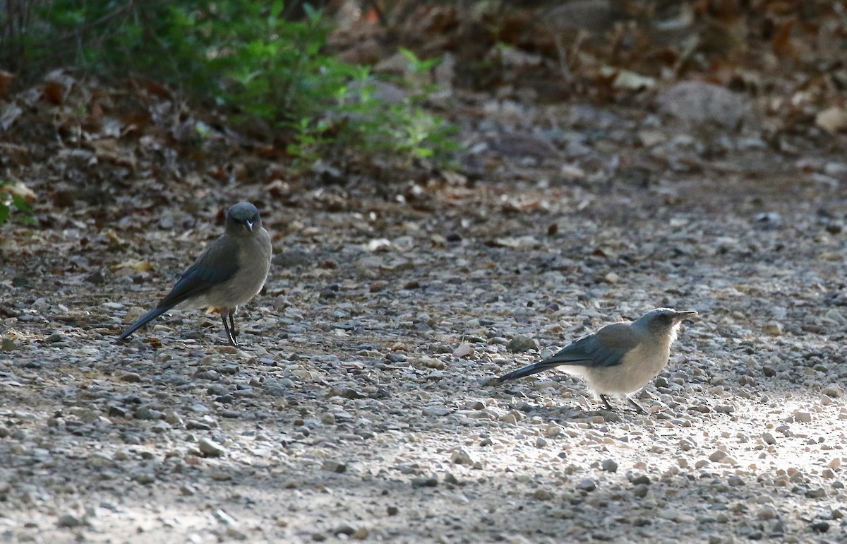 Mexican Jay - ML642694150