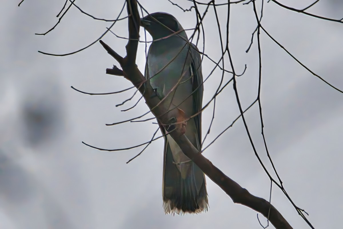 Black-faced Cuckooshrike - ML642694152