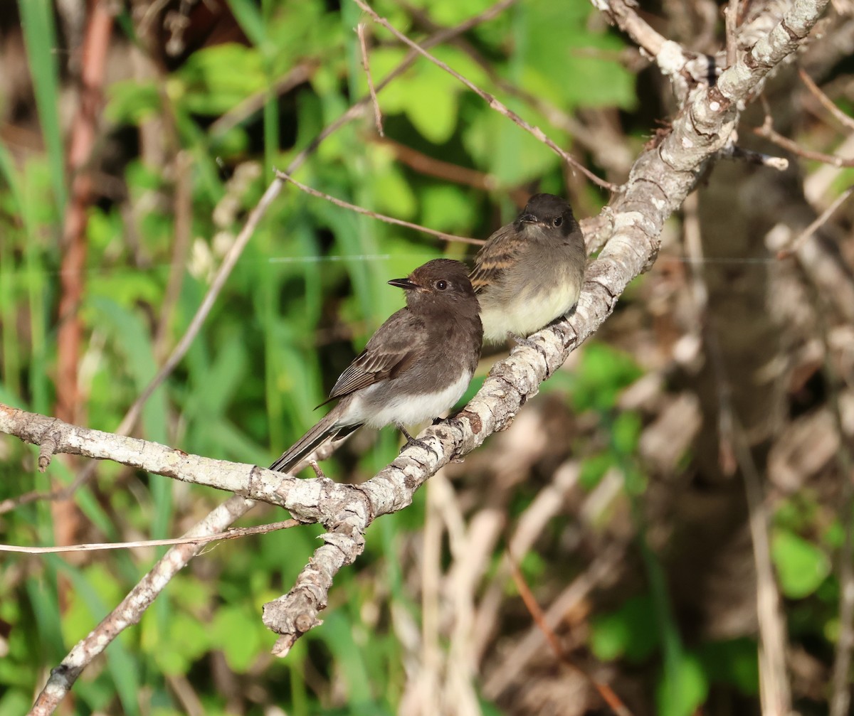 Black Phoebe - ML642694153