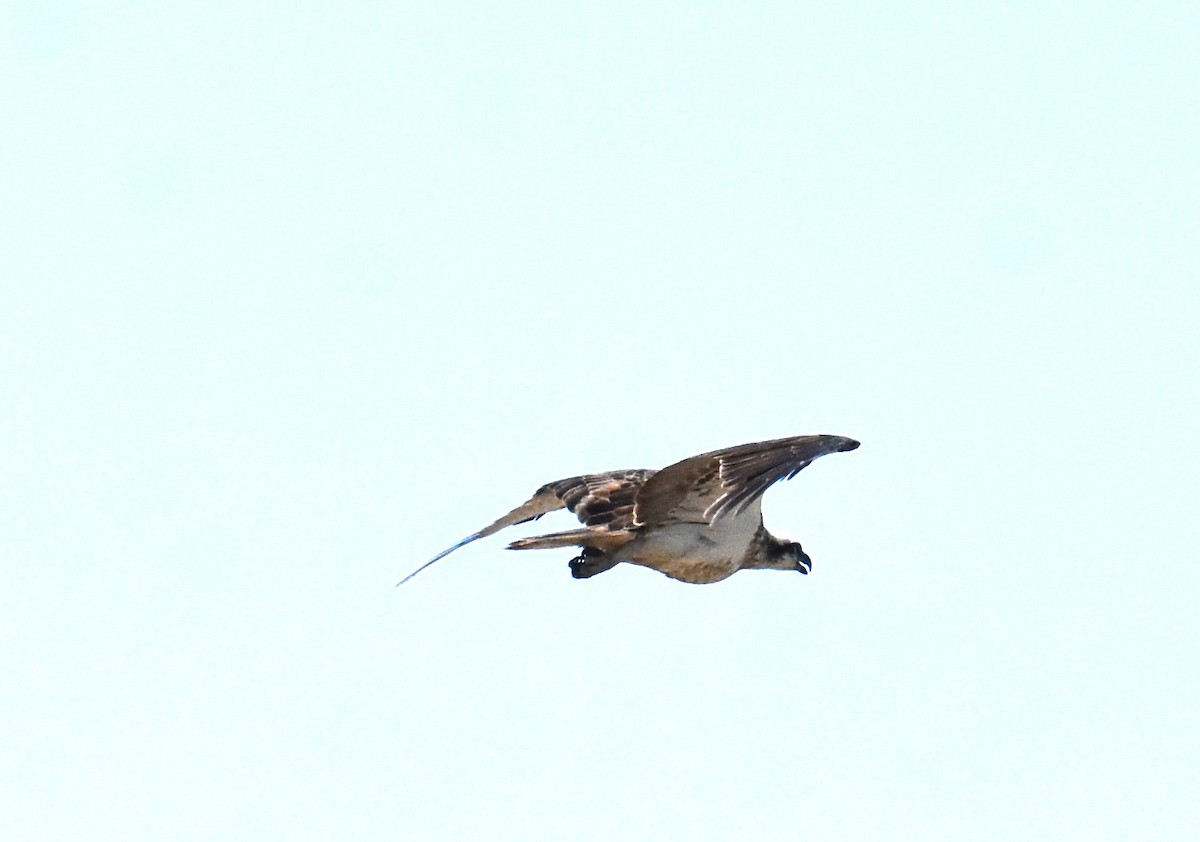 魚鷹 - ML642694154