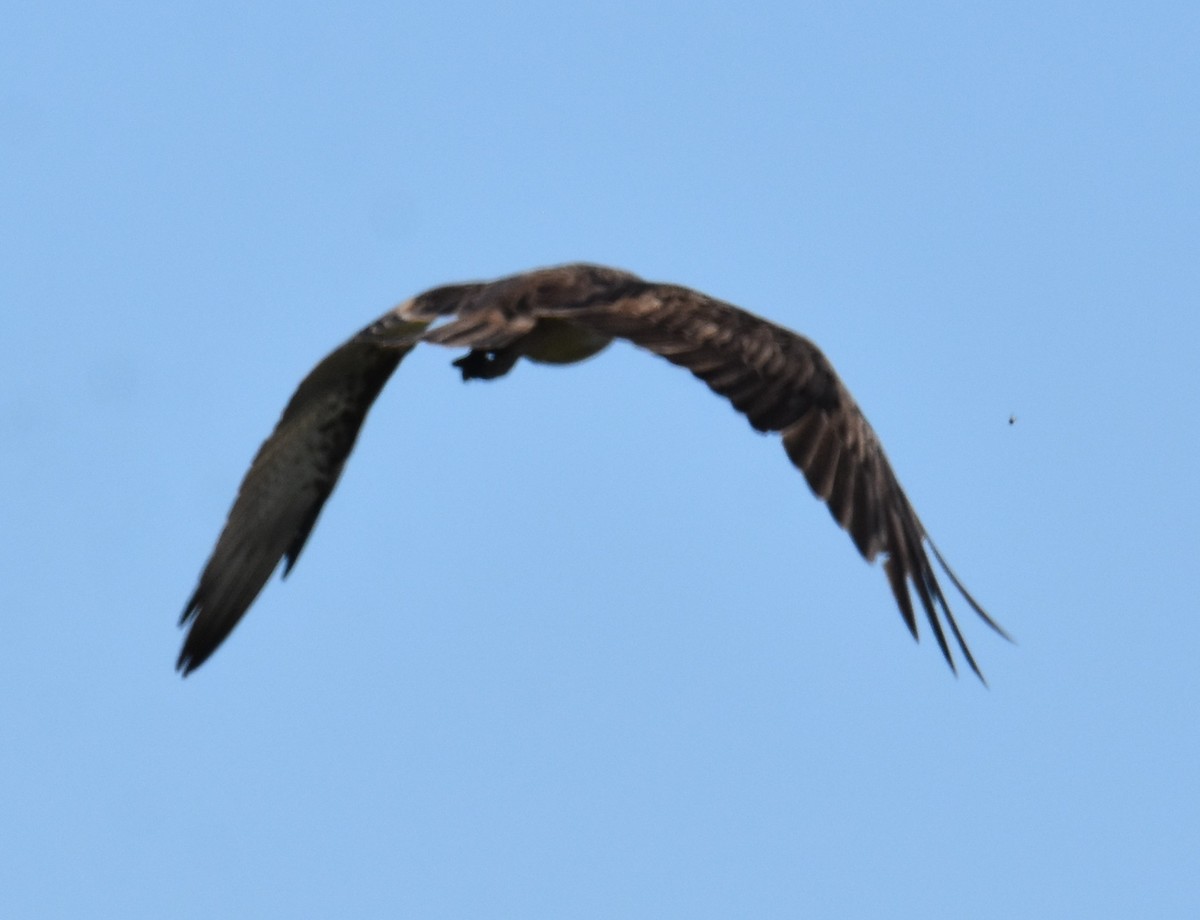 魚鷹 - ML642694155