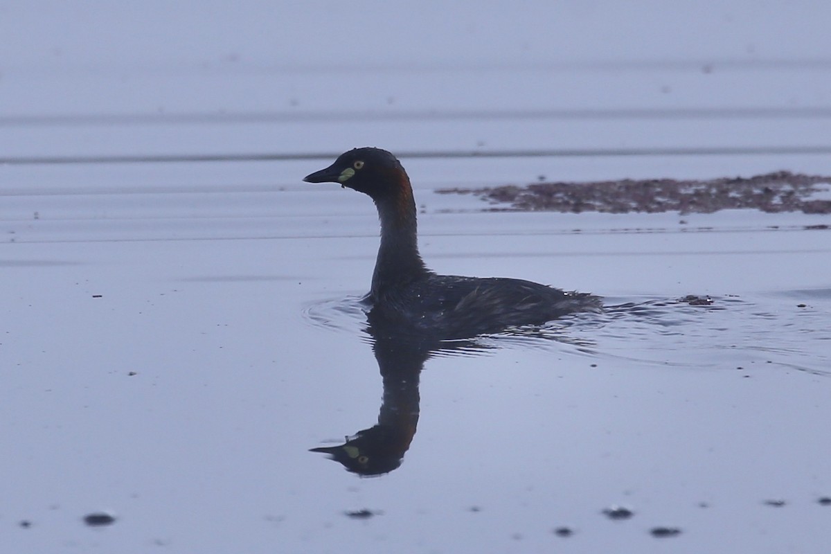 Australasian Grebe - ML642694158