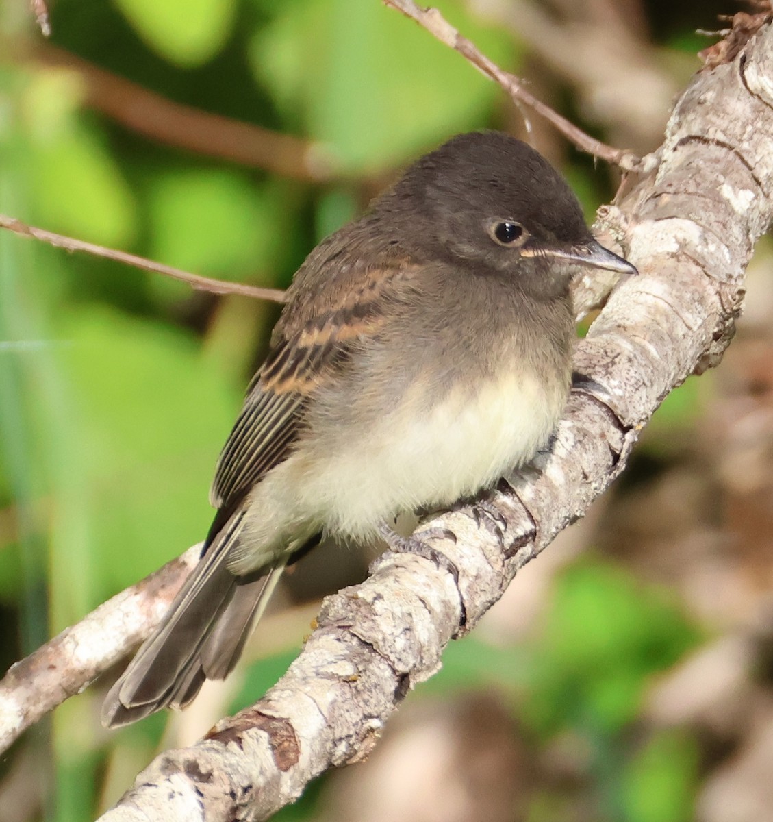 Black x Eastern Phoebe (hybrid) - ML642694159