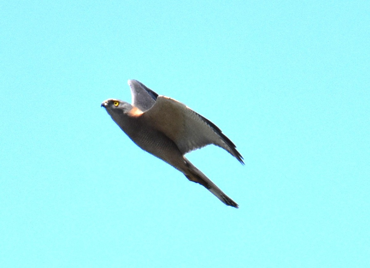 Brown Goshawk - ML642694160