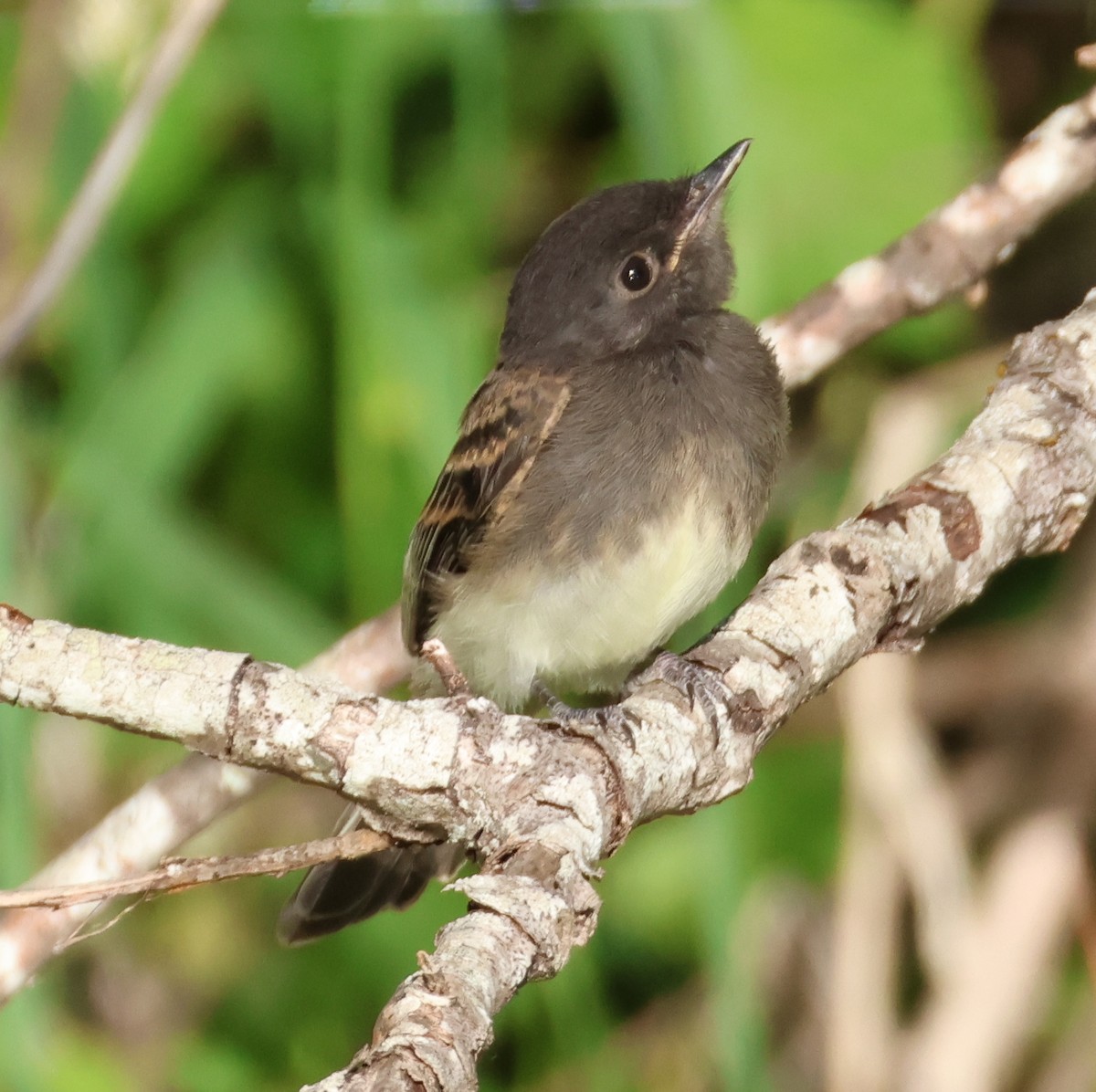 Black x Eastern Phoebe (hybrid) - ML642694161