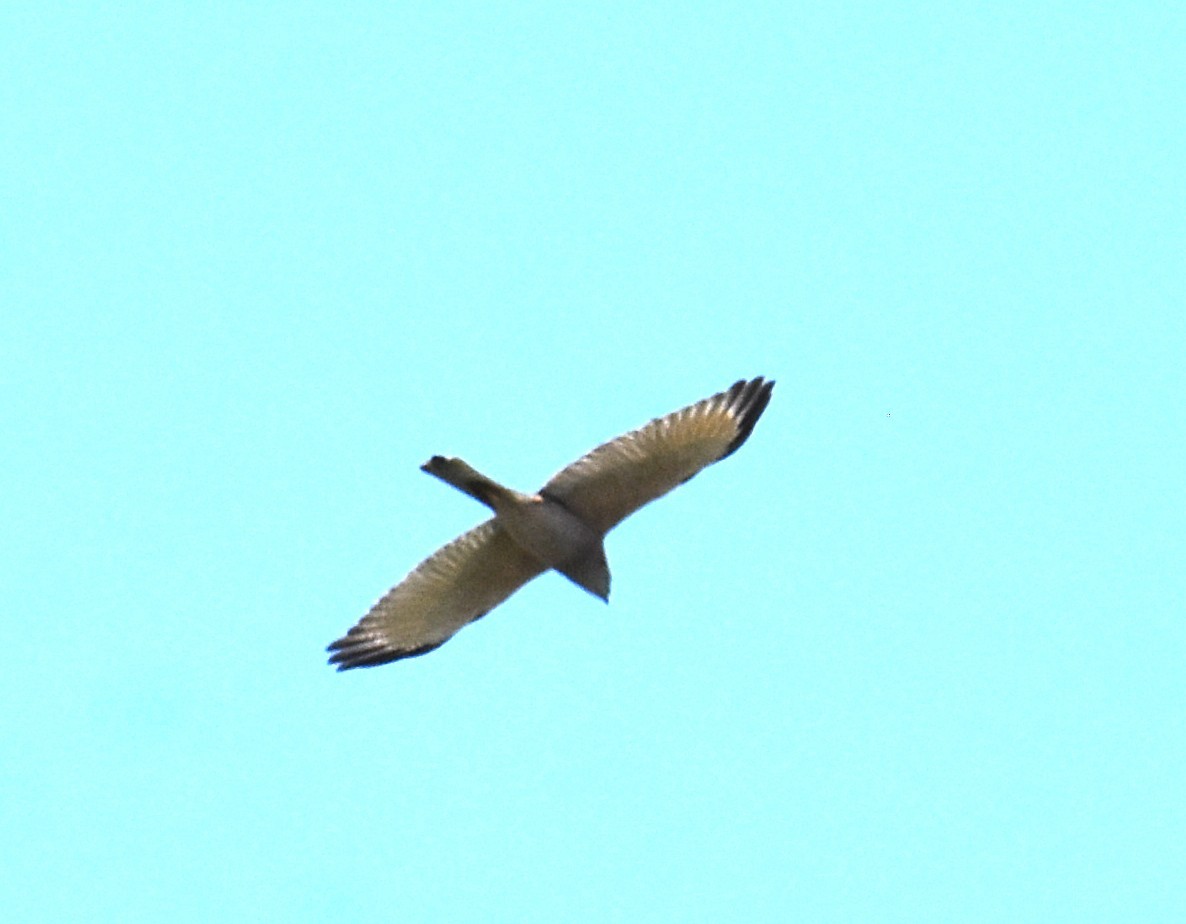 Brown Goshawk - ML642694162