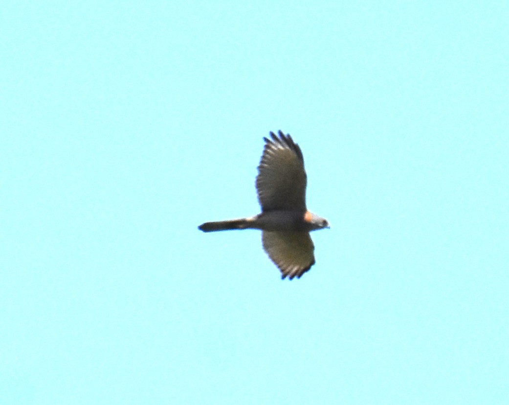 Brown Goshawk - ML642694163