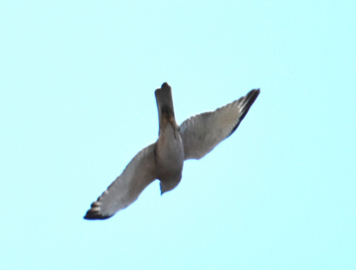 Brown Goshawk - ML642694165