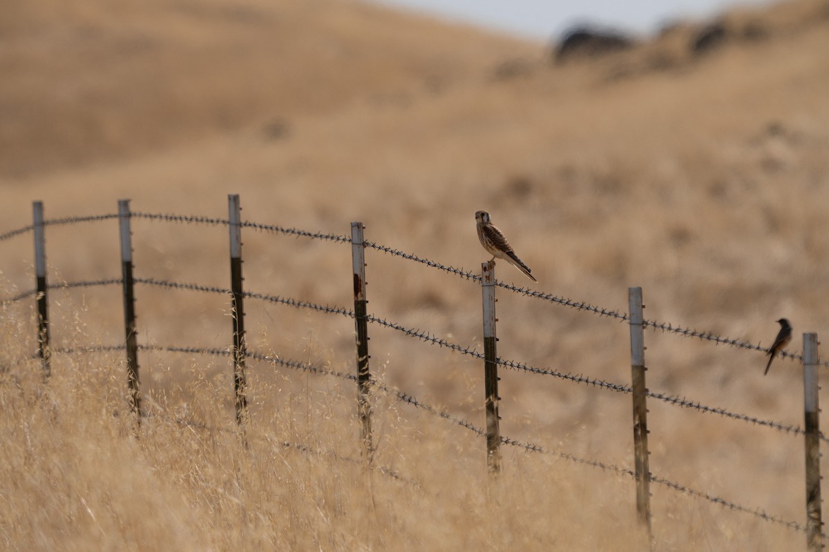 American Kestrel - ML642694167