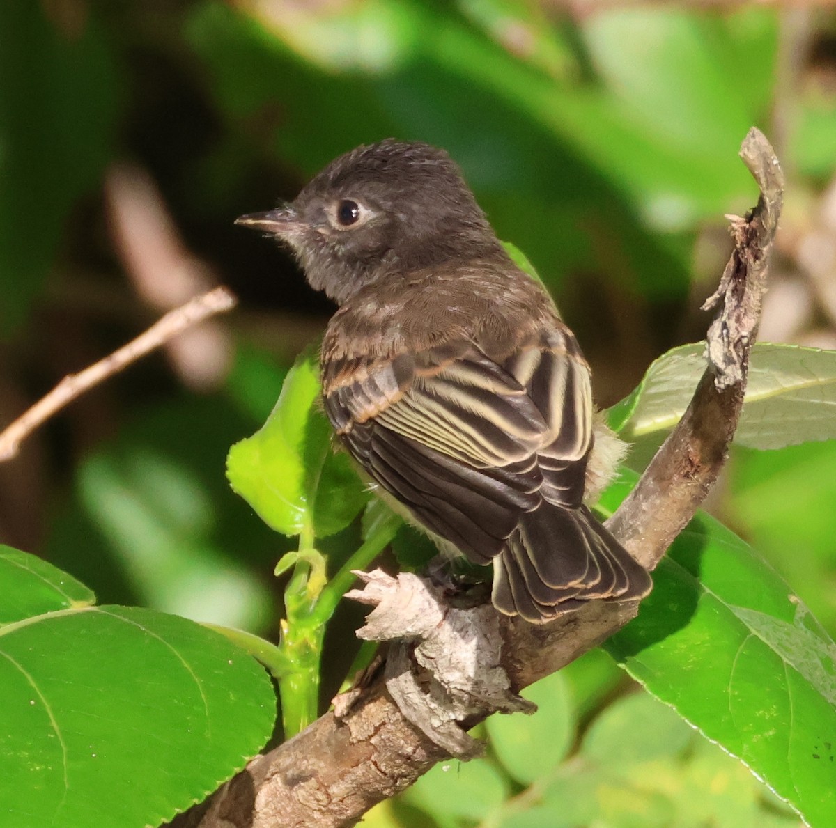 Black x Eastern Phoebe (hybrid) - ML642694169