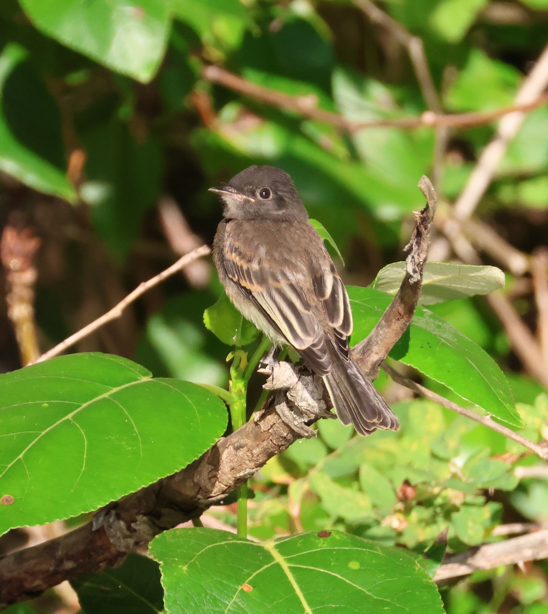 Black x Eastern Phoebe (hybrid) - ML642694171