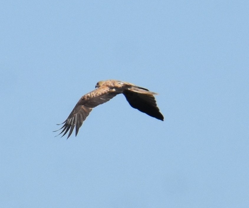 Whistling Kite - ML642694173