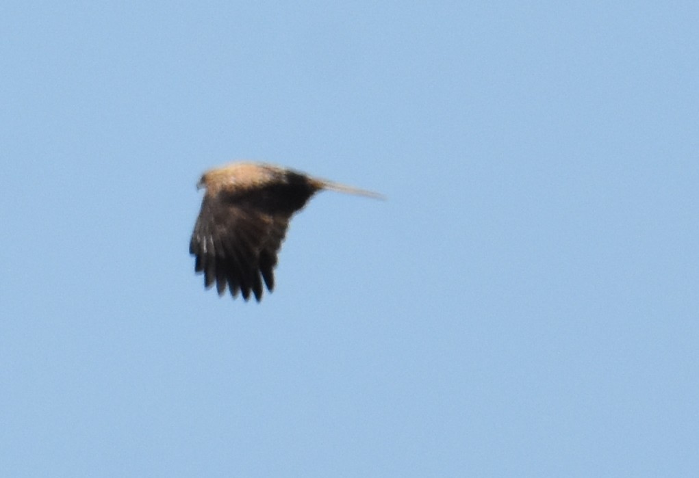Whistling Kite - ML642694175