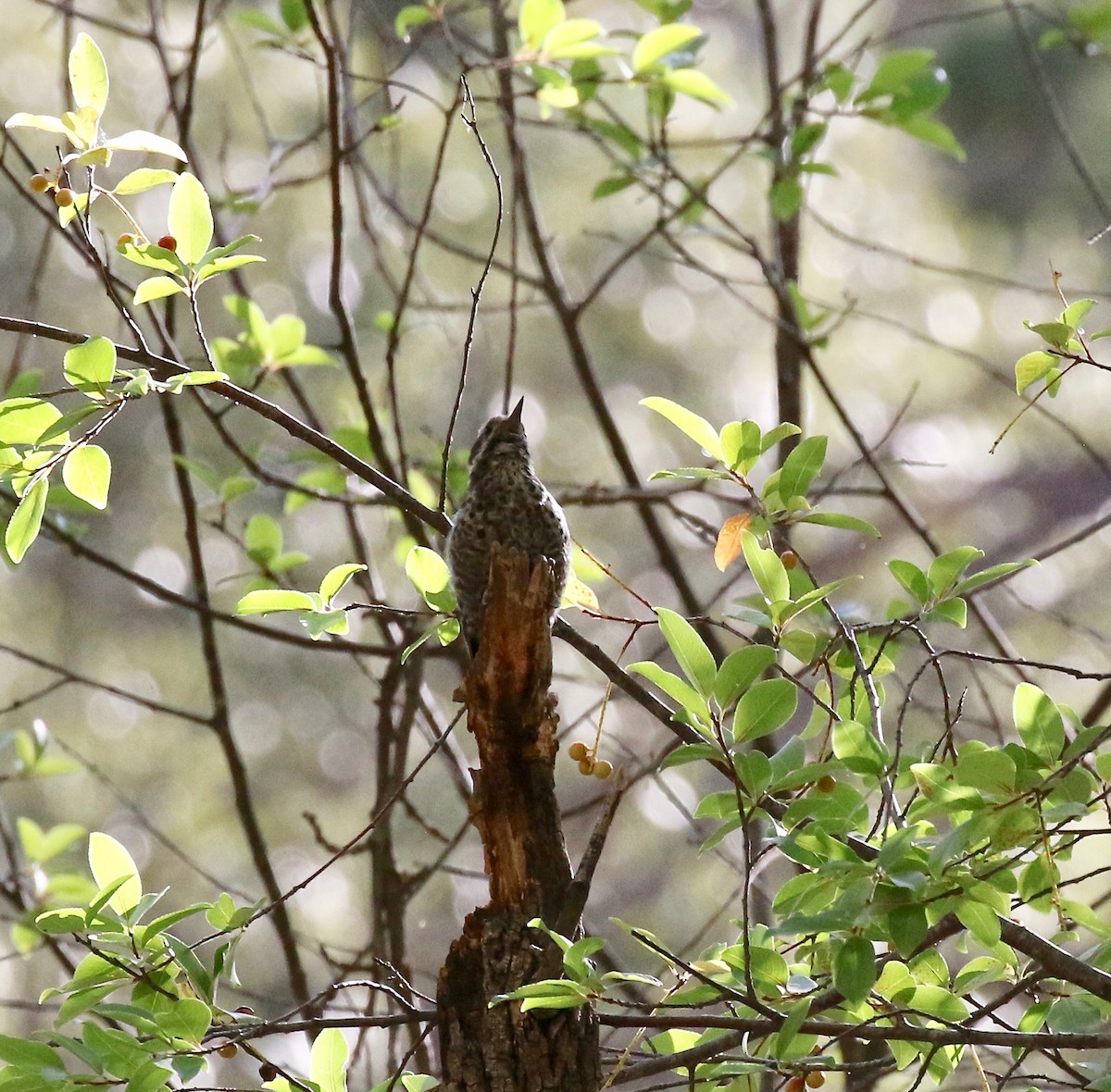 Arizona Woodpecker - ML642694176