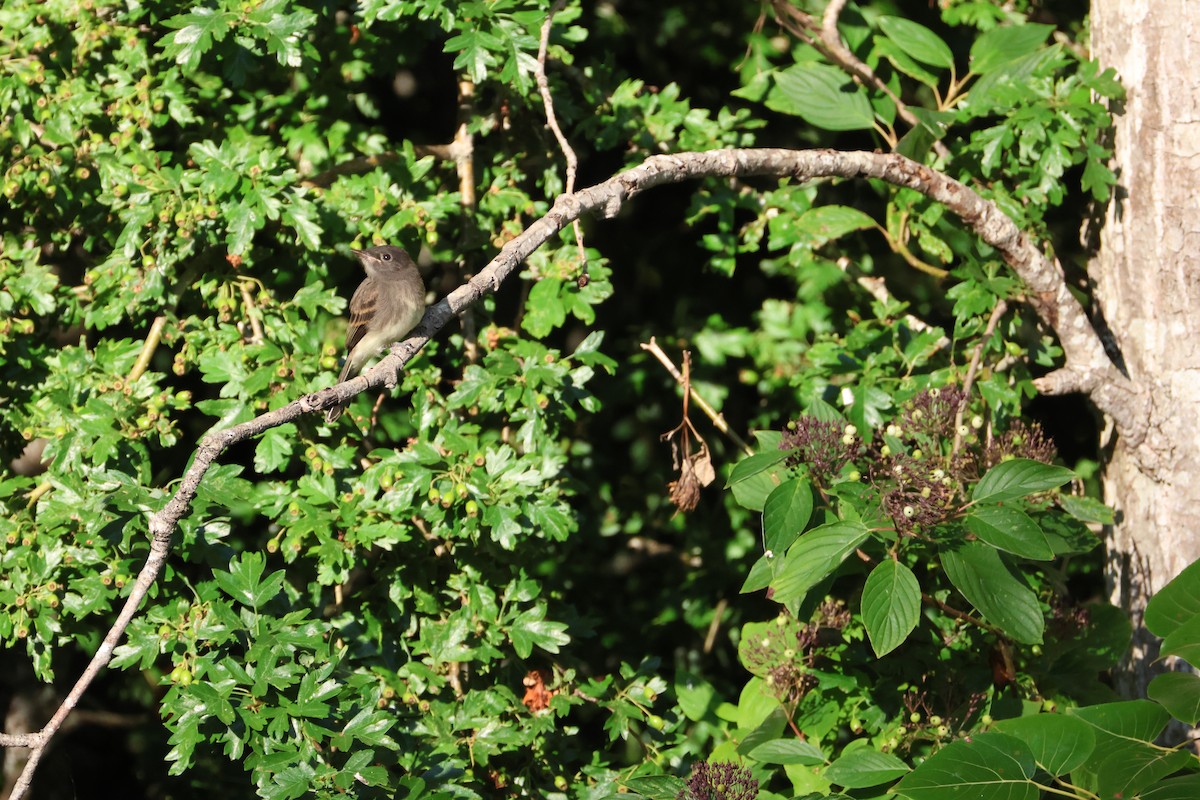 Black x Eastern Phoebe (hybrid) - ML642694177