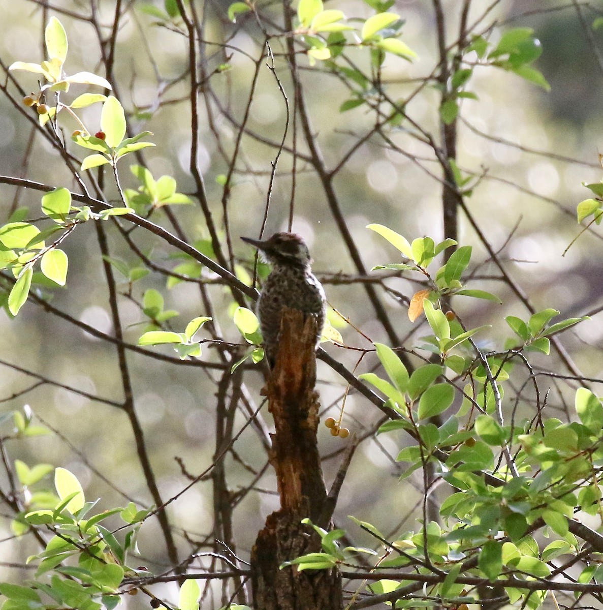Arizona Woodpecker - ML642694178